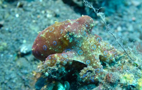 Diving Experience - Full day - Half day tours